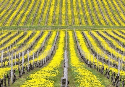 Vineyard Statti Vineyard Statti
