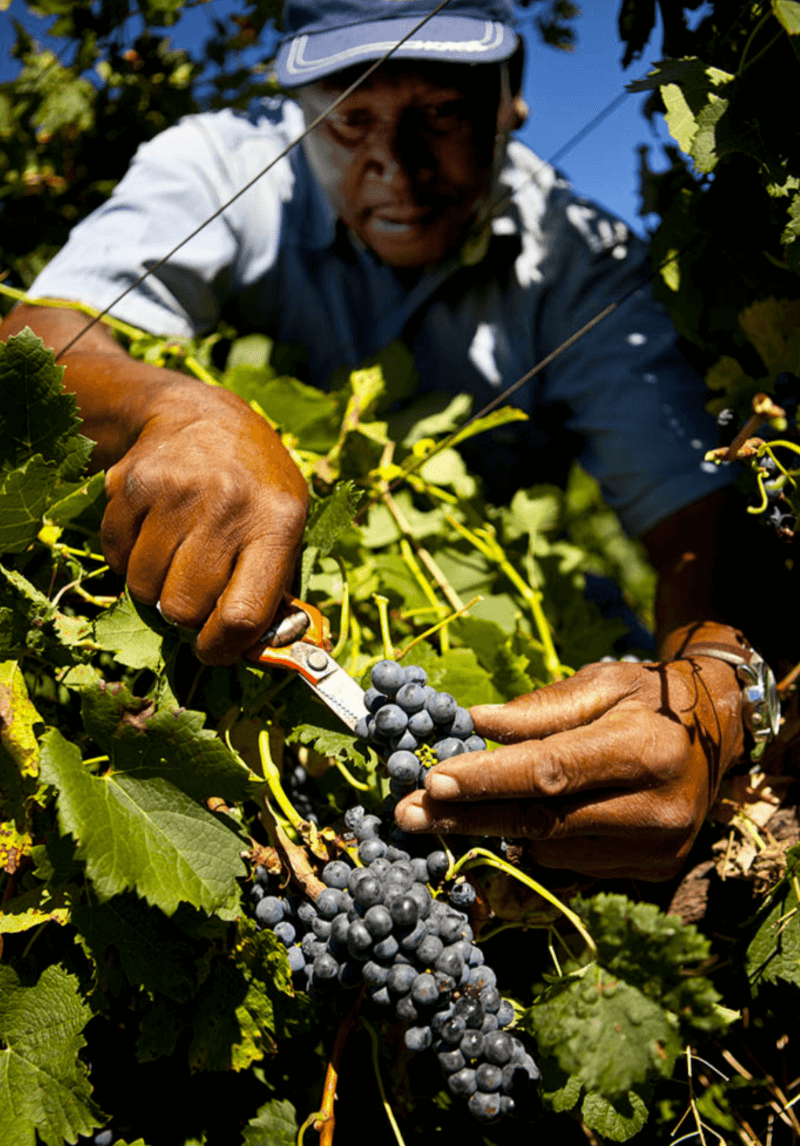 Villiera Wines Grapes