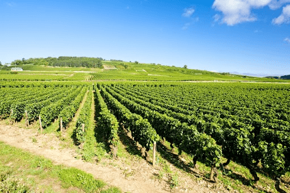 Sun-at-Burgundy-Mountain
