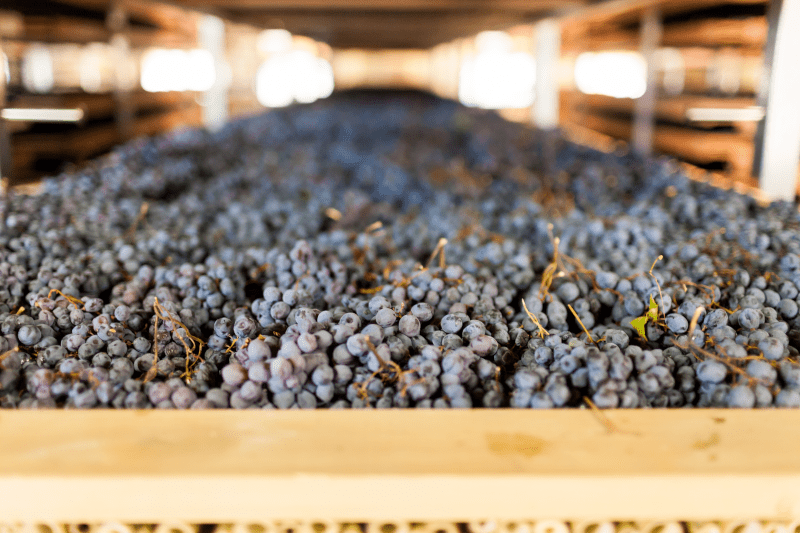 Close-up of Appassimento Grapes Drying Close-up of Appassimento Grapes Drying