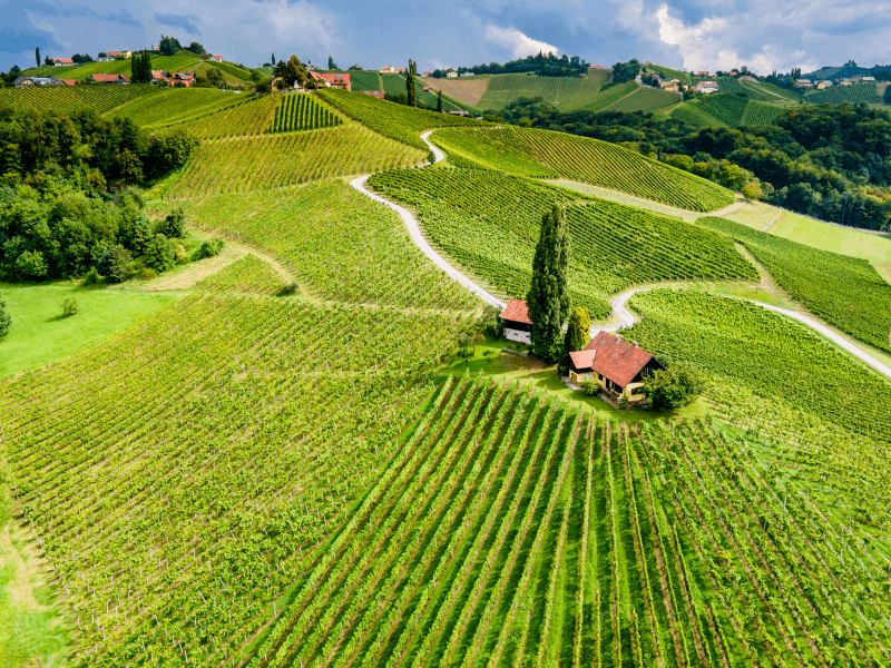 Romanian wine vineyards Romanian wine vineyards