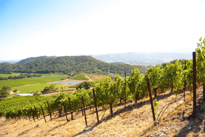 Shafer vineyard Shafer vineyard