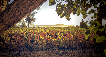 A vineyard of the Torres' in Chile A vineyard of the Torres' in Chile