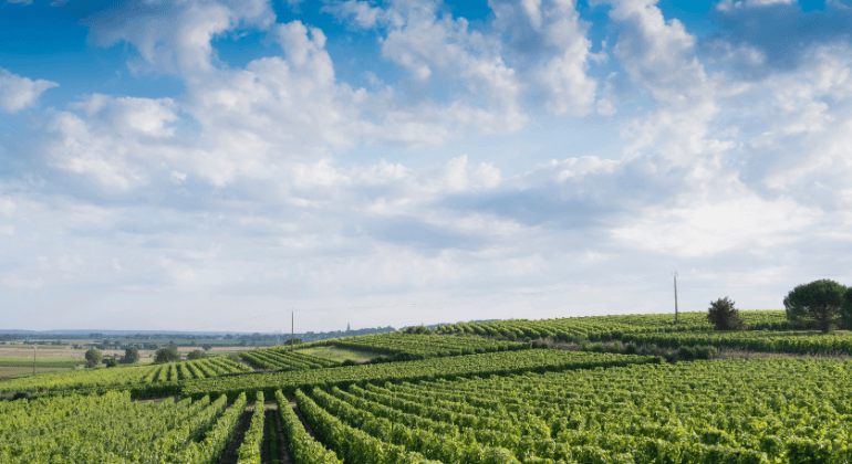 A Summer Journey to the Loire – 3x Tasting Package