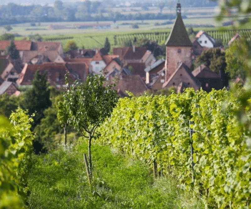 Domaine Marcel Deiss Vineyard Slope Domaine Marcel Deiss Vineyard Slope
