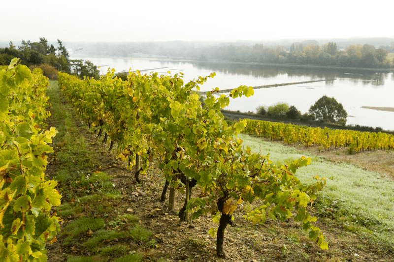 Vineyards on the Loire in France