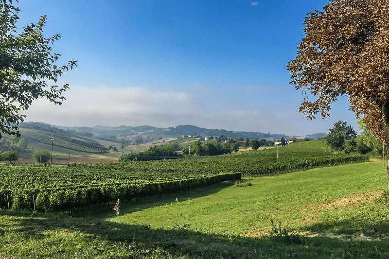 Paolo Conterno Vines