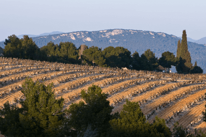 Vineyards for the wines of Francois Arnaud Vineyards for the wines of Francois Arnaud