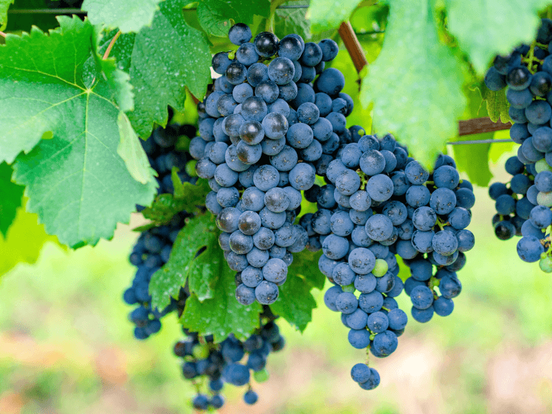 Merlot, one of the most important grape varieties in Bordeaux
