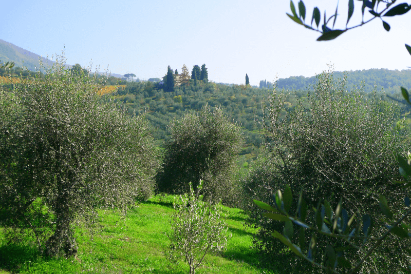 Olive groves Olive groves