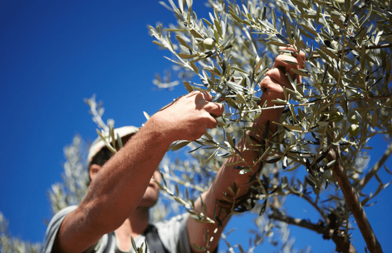 La Chinata olive harvest La Chinata olive harvest