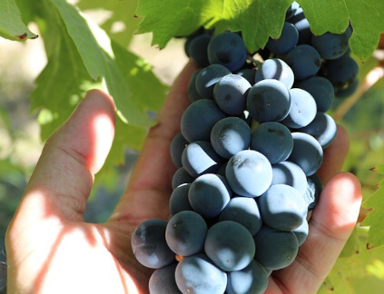 Grapes Familia Fernandez Rivera Grapes Familia Fernandez Rivera