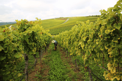 Vineyard from Winzerkeller Sommerach