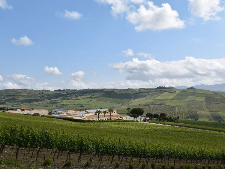 The Stemmari Winery in Sicily The Stemmari Winery in Sicily