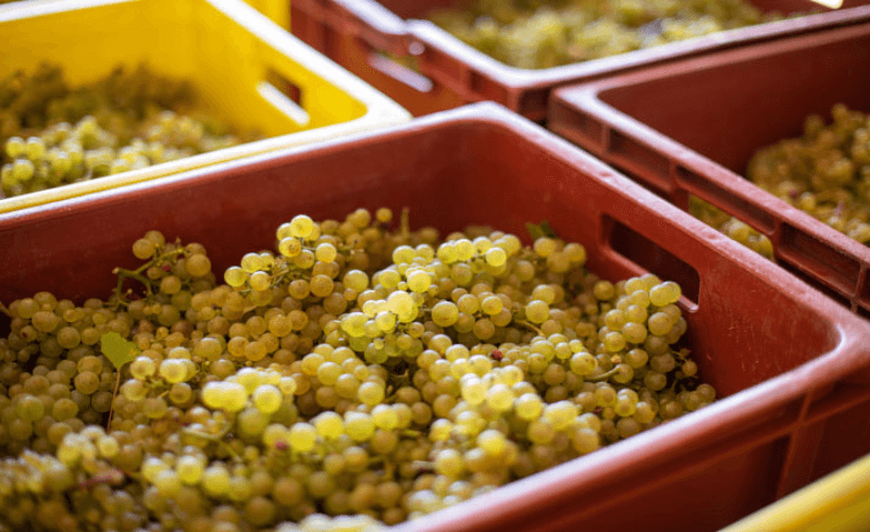 Les Grand Chais de France Grapes Les Grand Chais de France Grapes