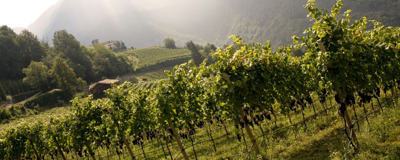 Winery Castelfeder South Tyrol Vineyards