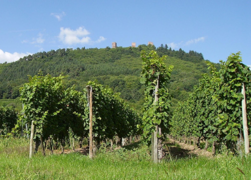 wolfberg cultivation area