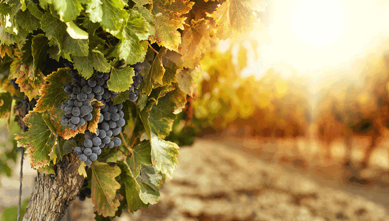 Négrette grape Négrette grape