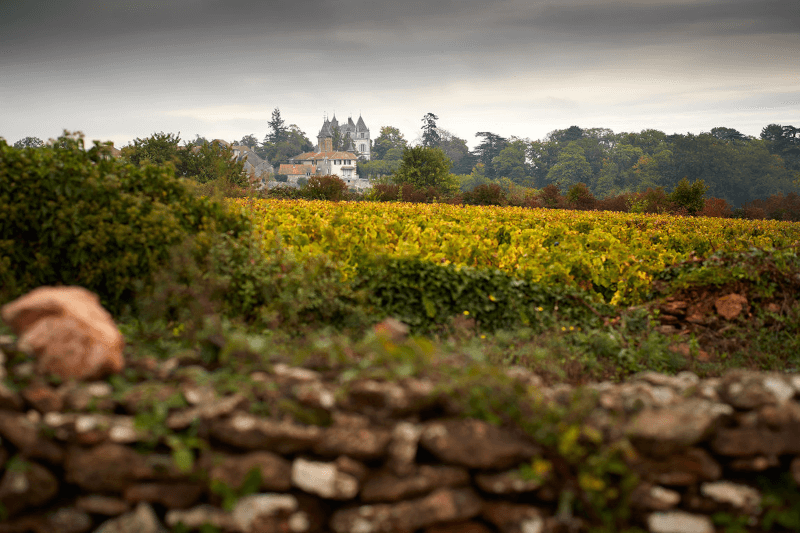 Panorama of the vineyards of the castle