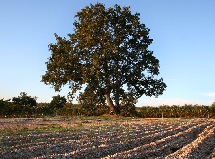 Torrevento soils