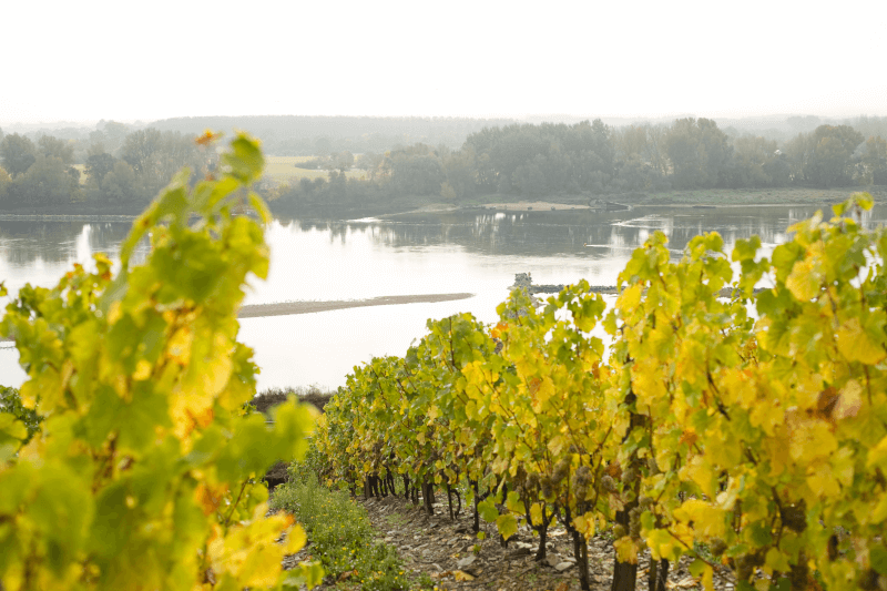 Vineyards along the Loire