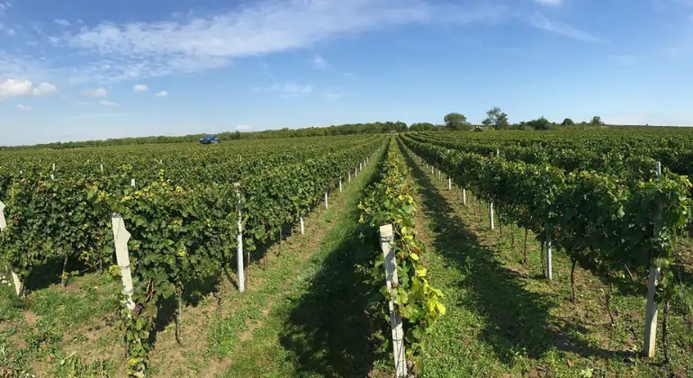 Wine enjoyment from Moravia by W18 - 6x discovery package