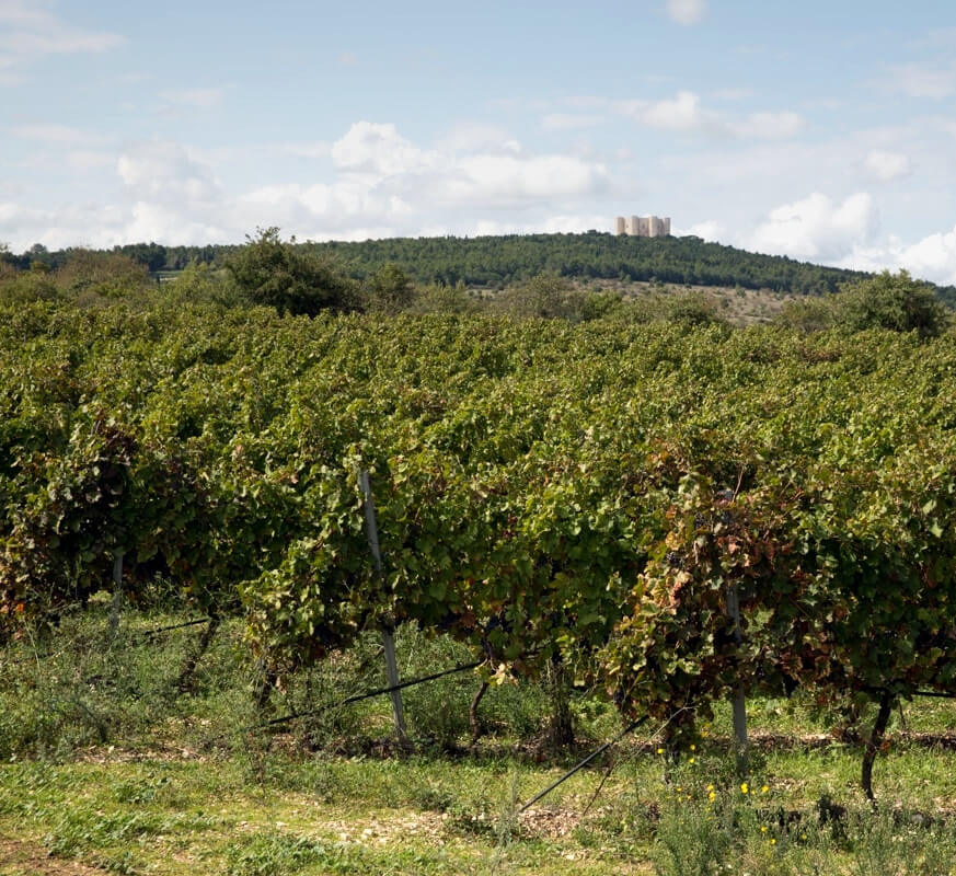 Torrevento vineyards Ottogona