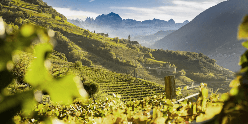 Erste+Neue Terroir Erste+Neue Terroir