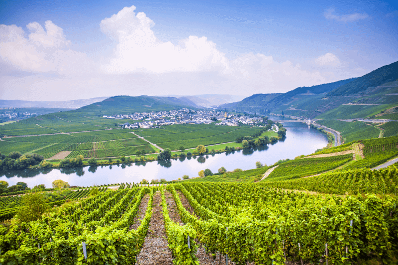 Peter Mertes Rotwild winery on the Moselle Peter Mertes Rotwild winery on the Moselle