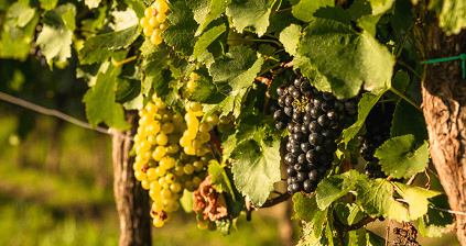 Grapes for Schlumberger wines Grapes for Schlumberger wines
