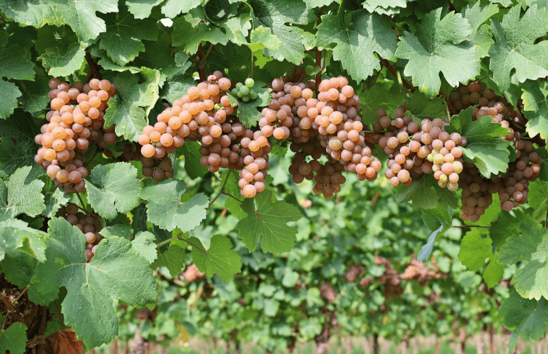 brownish-pink Grauburgunder