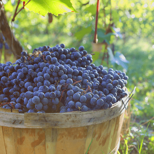 ripe grapes for the wines of Terrecarsiche1939 ripe grapes for the wines of Terrecarsiche1939