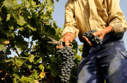 careful hand harvest at Huerta de Albala